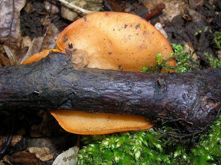 Sarcoscypha jurana  (Boud.)  Baral  fo. xanthoide